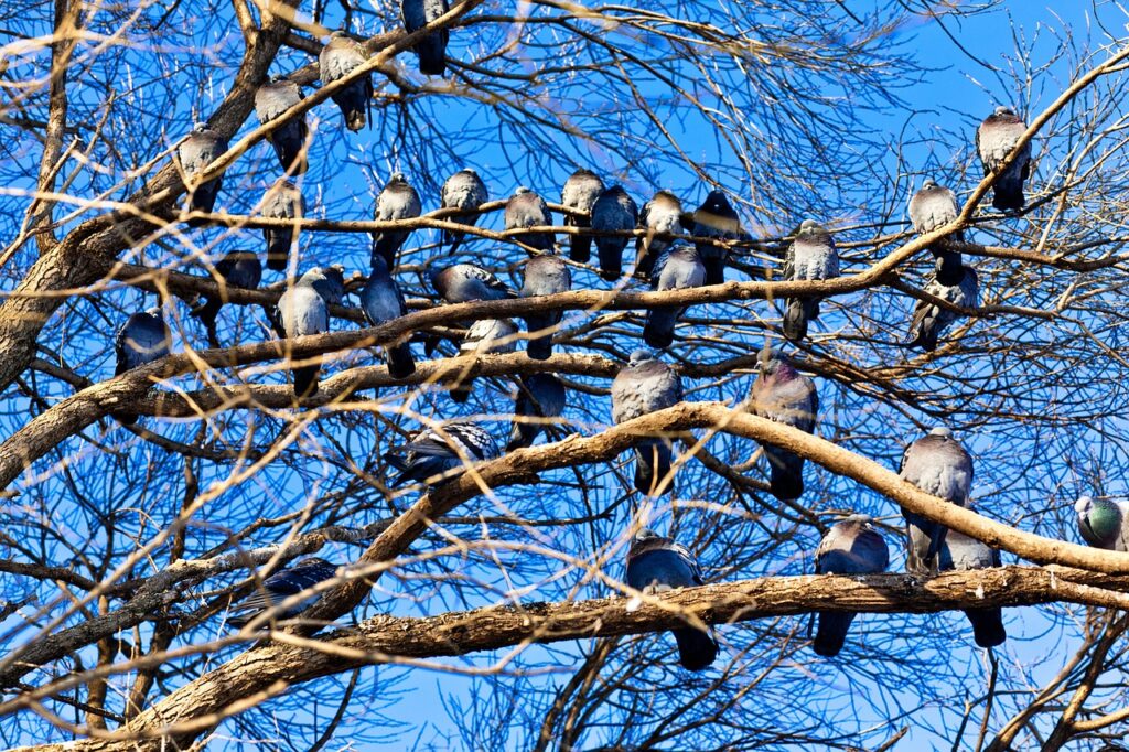 The Calculus Of Credibility: Authority Beyond Imposed Power